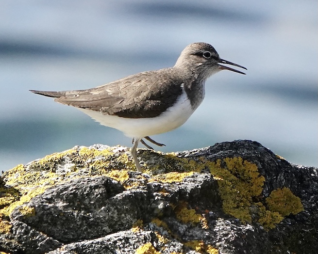 common sandpiper